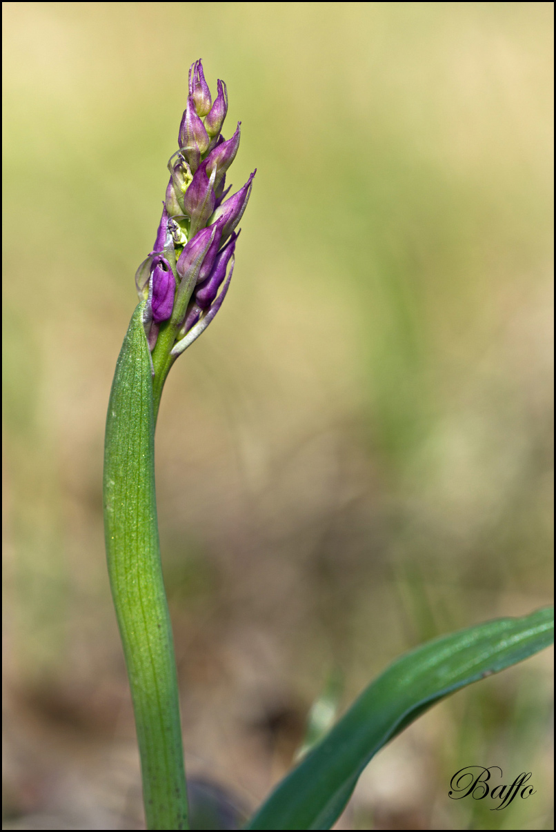 Orchis mascula subsp. speciosa